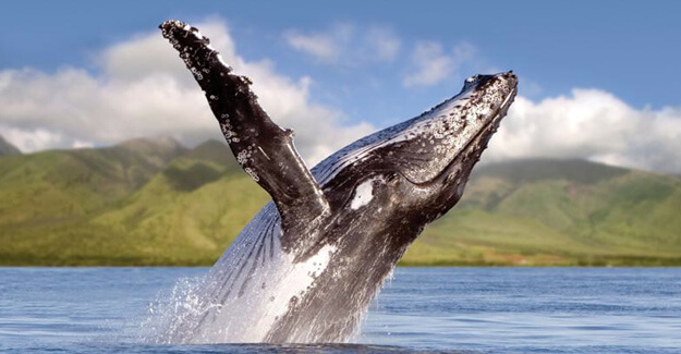 Maui Locals Guide Whale Breach